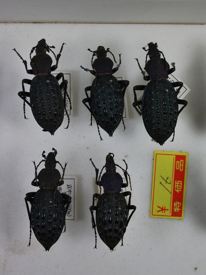 イボカブリモドキ ペア Carabus pustulifer(その他)｜売買されたオークション情報、yahooの商品情報をアーカイブ公開 -  オークファン（aucfan.com） calimodmusic.com | calimodmusic.com